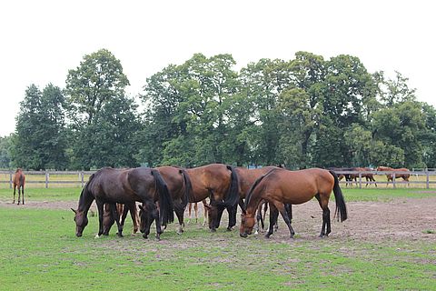 Eine Gruppe mit braunen Pferden auf einer grünen Wiese in Neustadt an der Dosse.