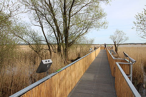Ein langer Steg mit geflochtenen Schilfmatten als Geländer. Er führt zum Pritzerber See.