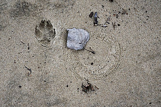 Der Abdruck eines Tieres im hellen Sand., Foto: Benedikt Jackowski, Lizenz: Benedikt Jackowski