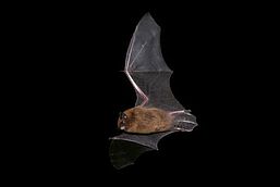 Fledermaus, Foto: Thomas Becker