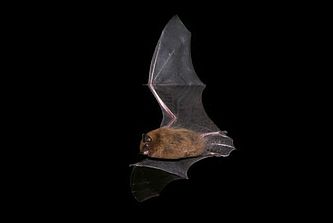Fledermaus, Foto: Thomas Becker