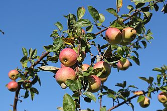 Foto: Sabine Clausner Naturwacht, Lizenz: Sabine Clausner Naturwacht