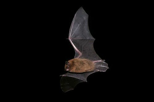 Fledermaus, Foto: Thomas Becker