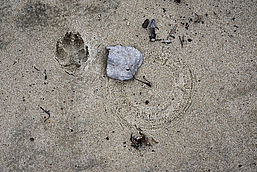 Der Abdruck eines Tieres im hellen Sand., Foto: Benedikt Jackowski, Lizenz: Benedikt Jackowski