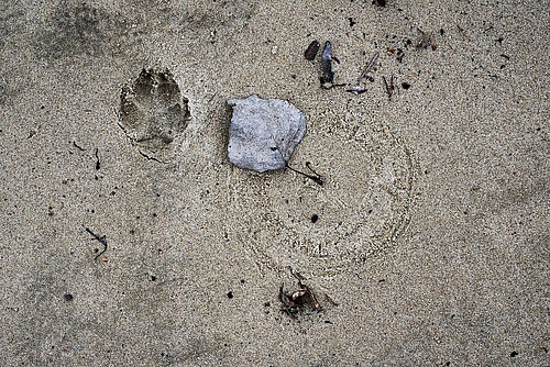 Der Abdruck eines Tieres im hellen Sand., Foto: Benedikt Jackowski, Lizenz: Benedikt Jackowski