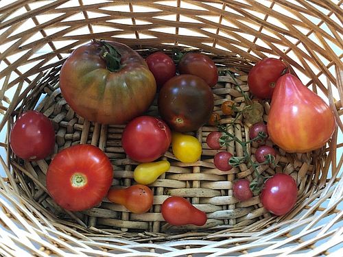 Tomatenvielfalt, Foto: Rene Riep, Lizenz: NABU RV Westhavelland e.V.